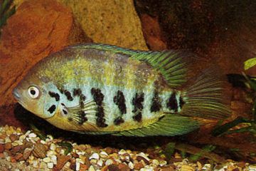 Archocentrus Centrarchus - Yeşil Yüzgeç Balığı