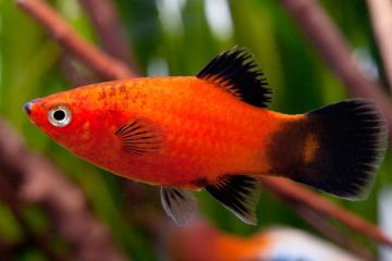 Xiphophorus Maculatus - Plati Balığı