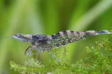Atyaephyra Esmaresti Karides