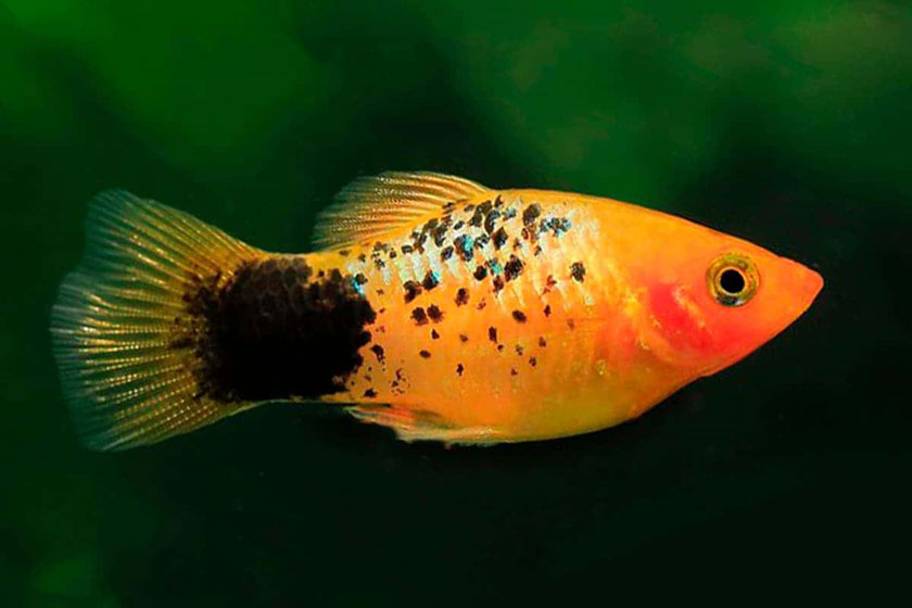 Xiphophorus Maculatus - Plati Balığı