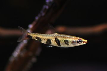 Nannostomus Espei - Çizgili Kalem Balığı