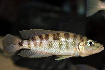 Altolamprologus Fasciatus Balığı