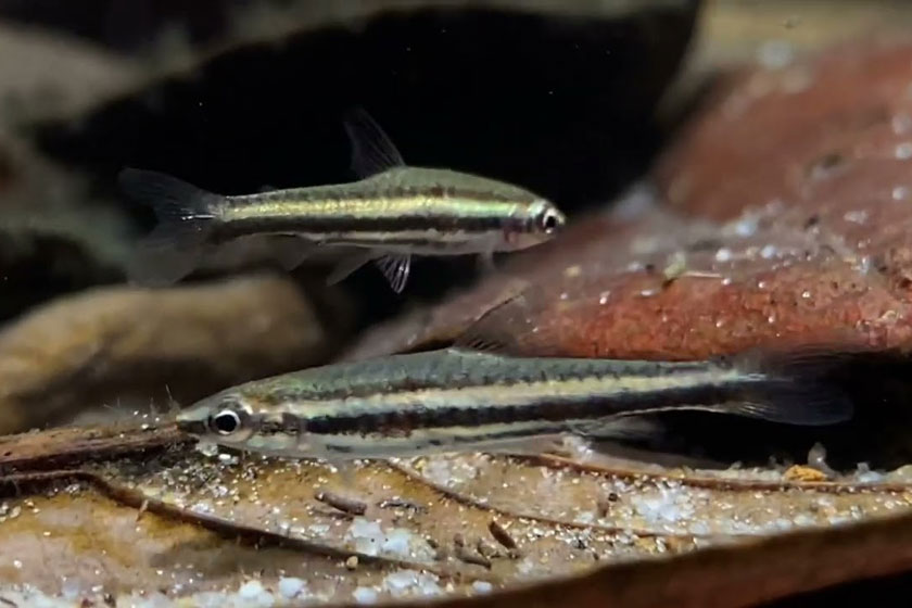 Nannostomus Marilynae - Yeşil Şeritli Kalem Balığı