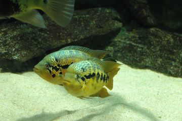 Parachromis Loisellei Balığı