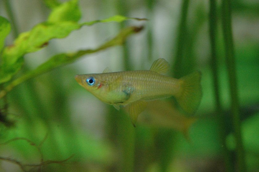 Alfaro Cultratus Balığı