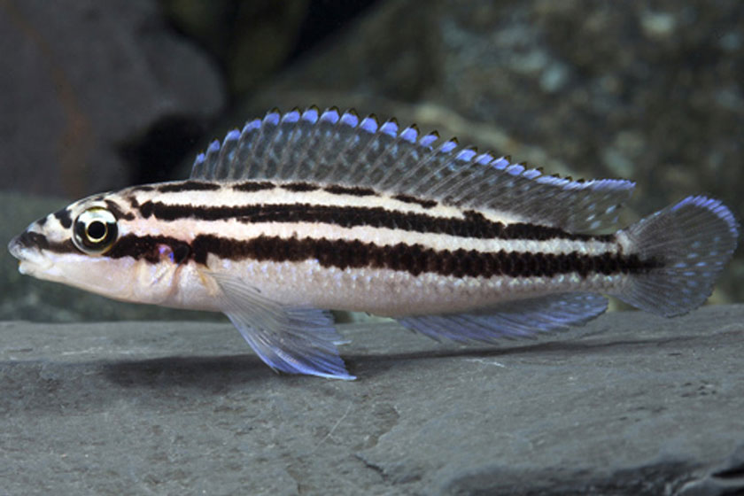 Julidochromis Dickfeldi Balığı