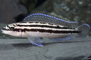Julidochromis Dickfeldi Balığı
