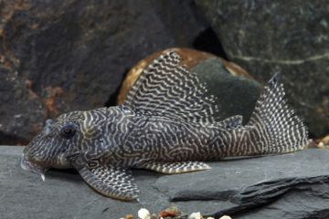 L260 - Hypancistrus sp. Queen Arabesque Balığı