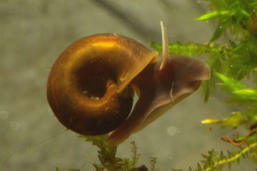 Planorbis Rubrum - Ramshorn Salyangoz