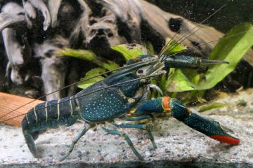 Cherax Quadricarinatus - Kırmızı Kıskaçlı Kerevit