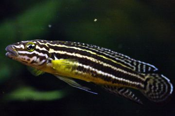 Julidochromis Ornatus Balığı