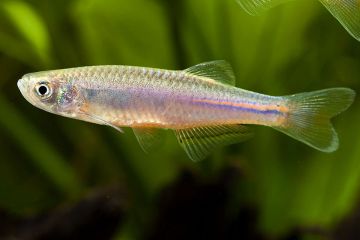 Brachydanio Albolineatus - Gümüş Danio Balığı