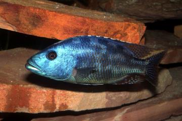 Nimbochromis Fuscotaeniatus Balığı