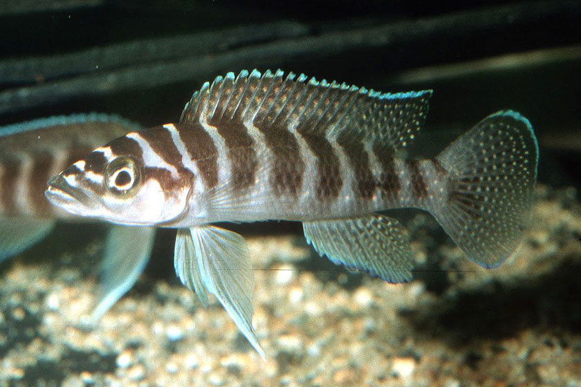 Neolamprologus Cylindricus Balığı