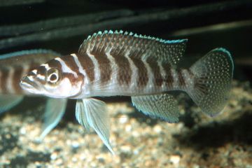 Neolamprologus Cylindricus Balığı