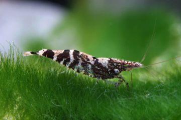Caridina Serratirostris - Ninja Karides