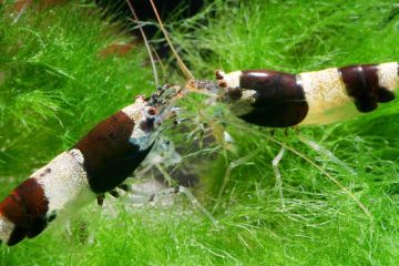 Caridina cf. Breviata - Yabanarısı karides