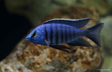 Copadichromis Mbenjii Balığı