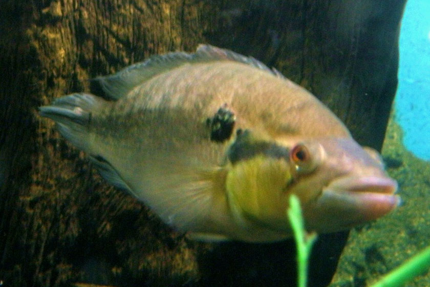 Crenicichla Lepidota Balığı
