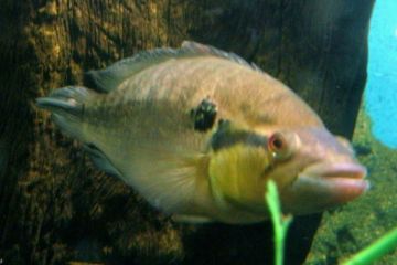 Crenicichla Lepidota Balığı