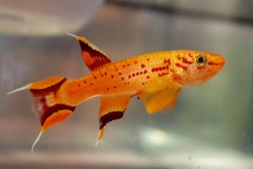 Aphyosemion Australe - Lirkuyruk Killifish Balığı