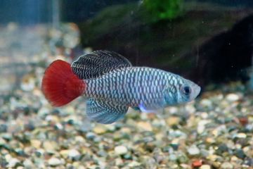 Nothobranchius Patrizii Balığı