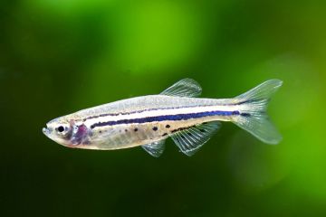 Danio Nigrofasciatus - Noktalı Cüce Danio Balığı