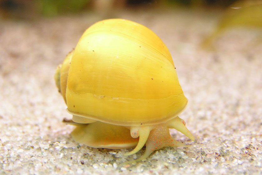 Pomacea Bridgesii - Elma Salyangozu