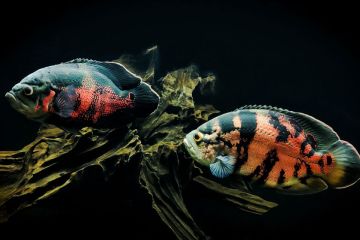 Astronotus Ocellatus Balığı