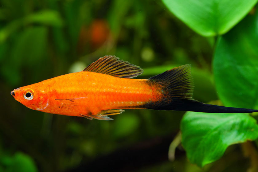 Xiphophorus Helleri - Kılıçkuyruk Balığı