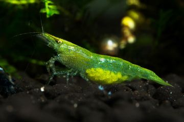Caridina cf. Babaulti - Yeşil Karides