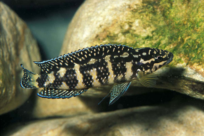 Julidochromis Transcriptus Balığı