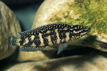 Julidochromis Transcriptus Balığı