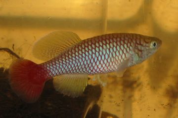 Nothobranchius melanospilus