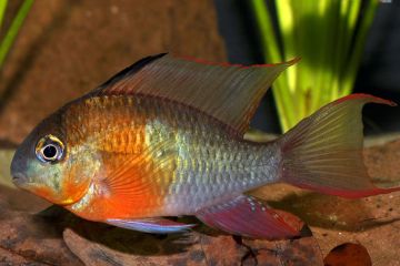 Microgeophagus Altispinosa Balığı