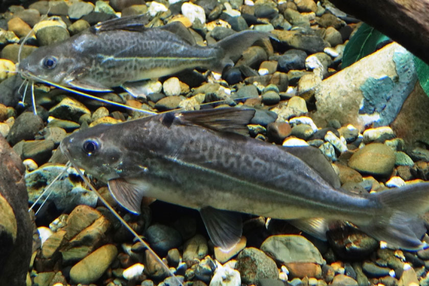 Pimelodus Ornatus Balığı