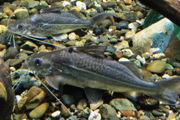 Pimelodus Ornatus Balığı