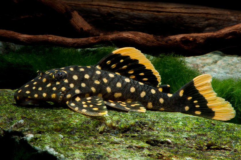 L177 - Baryancistrus sp. Balığı