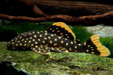 L177 - Baryancistrus sp. Balığı