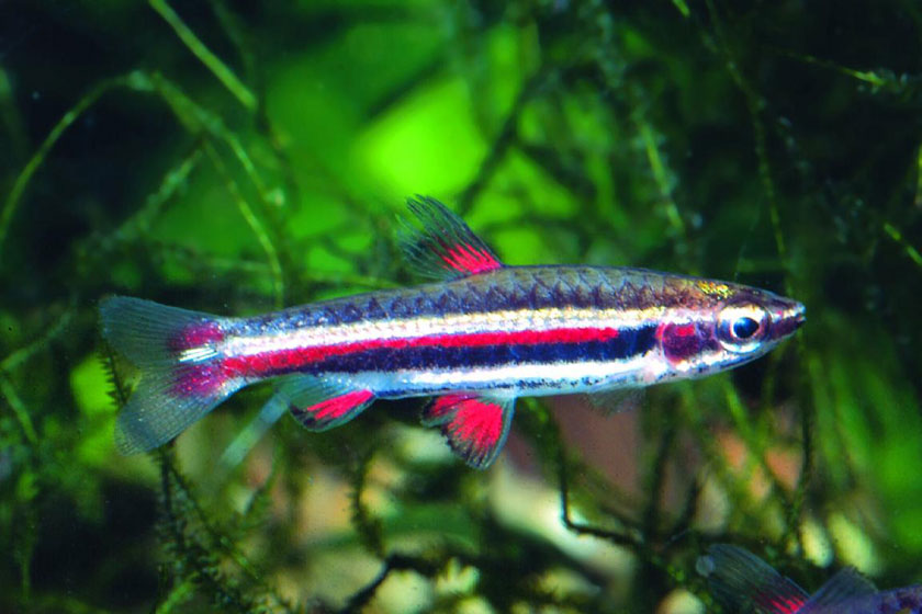Nannostomus Marginatus - Cüce Kalem Balığı