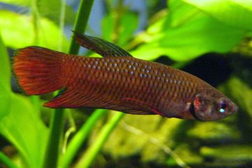 Betta Tussyae Balığı