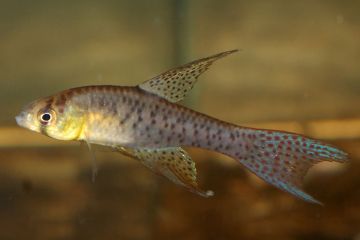 Terranatos Dolichopterus - Ay Yüzgeçli Killifish Balığı