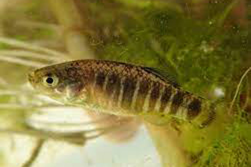 Aphanius Burduricus Balığı