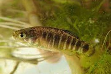 Aphanius Burduricus Balığı