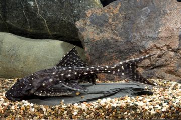L155 - Acanthicus Hystrix Balığı