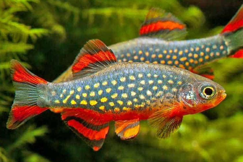 Danio Margaritatus - Gök İncisi Danio - Galaxy Rasbora