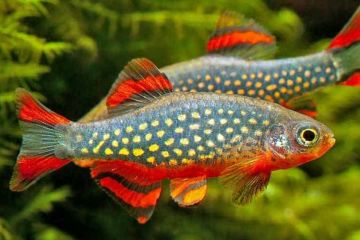 Danio Margaritatus - Gök İncisi Danio - Galaxy Rasbora