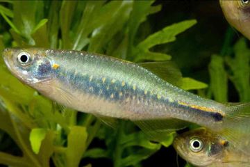Danio Feegradei - Yoma Danio Balığı
