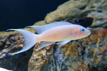 Neolamprologus Gracilis Balığı