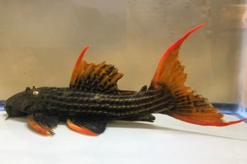 L025 - Pseudacanthicus sp. Scarlet Balığı